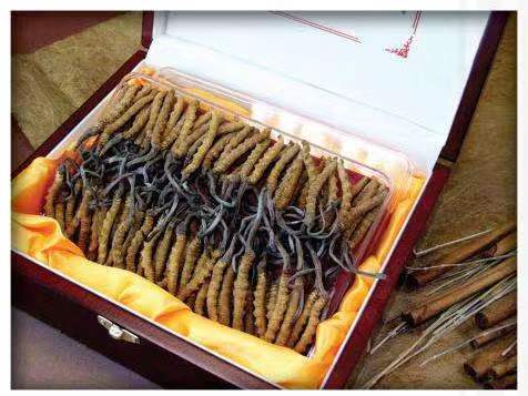 天元冬虫夏草回收